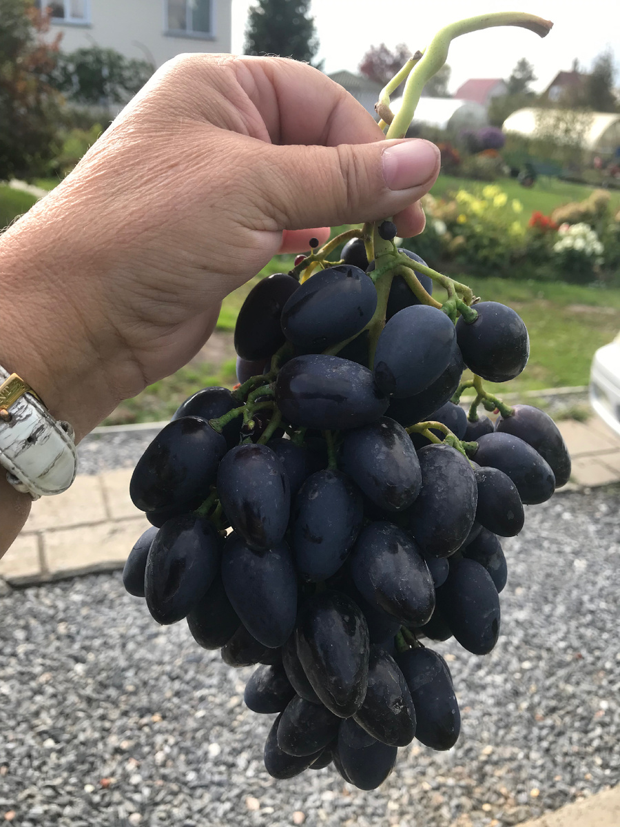 Надежда АЗОС 21 сентября 2025 г. 