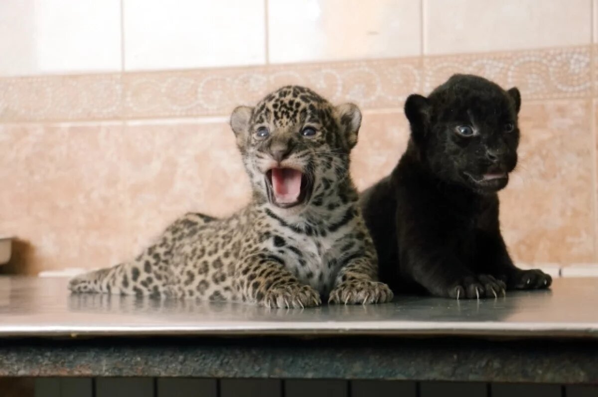    Краснокнижный ягуар поселился в новосибирском зоопарке