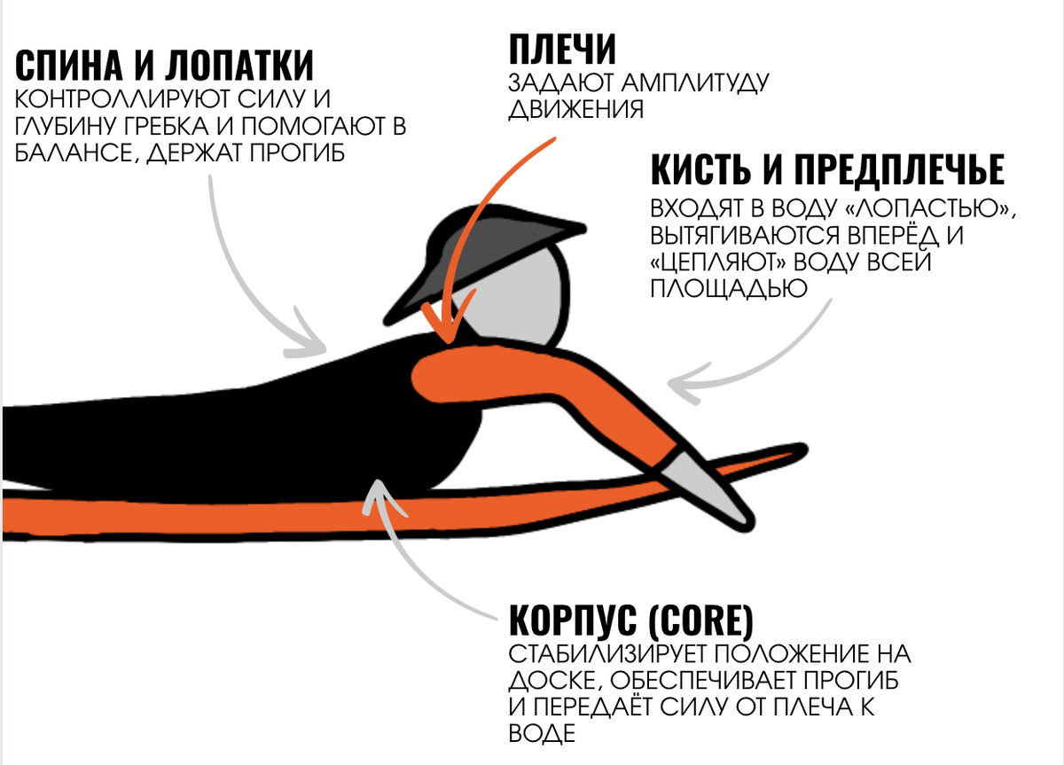 Ключевой момент: гребля — это не круговое вращение рукАМИ, как в плавании кролем.
Ты не просто «поднимаешь руку и опускаешь», ты втыкаешь её в воду, вытягиваешь и проталкиваешь себя вперед.