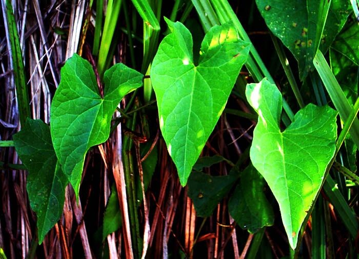 1. Три мушкетера и Д'артаньян. ;-)