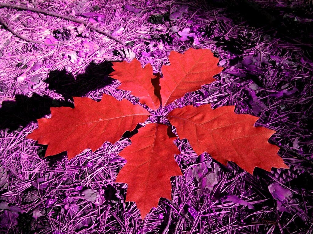 2. Красные пятилистики.