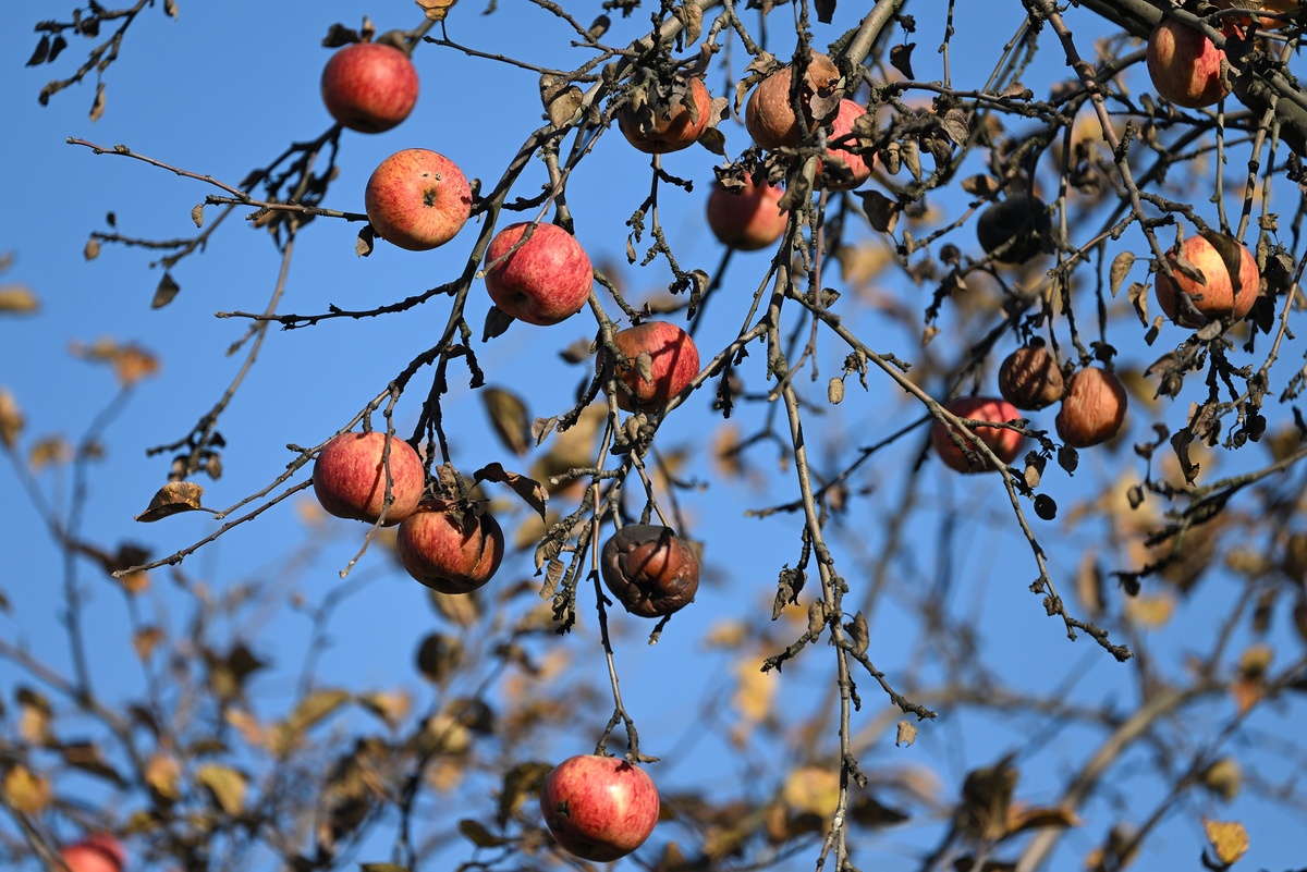    Молодые яблони и груши страдают особенно часто из-за нежной и сладкой коры, поэтому они в первую очередь нуждаются в укрытии. / Фото: РИА Новости