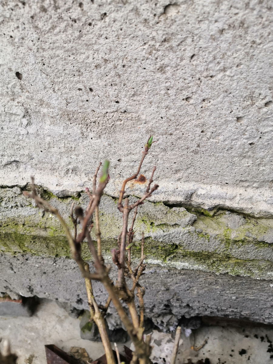 Что-то похожее на почки