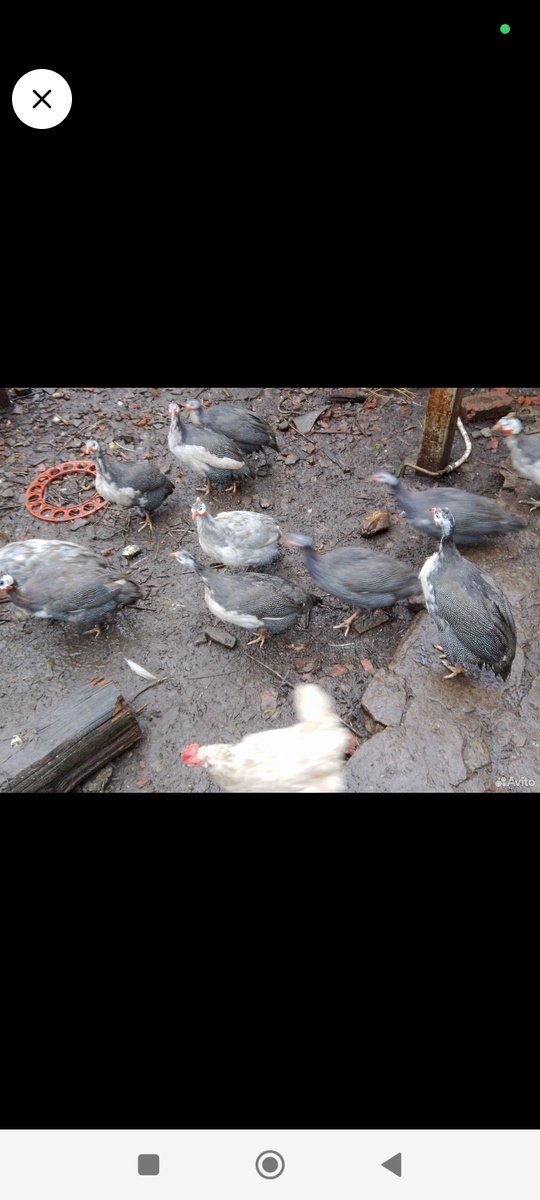 Мои цесарята. 