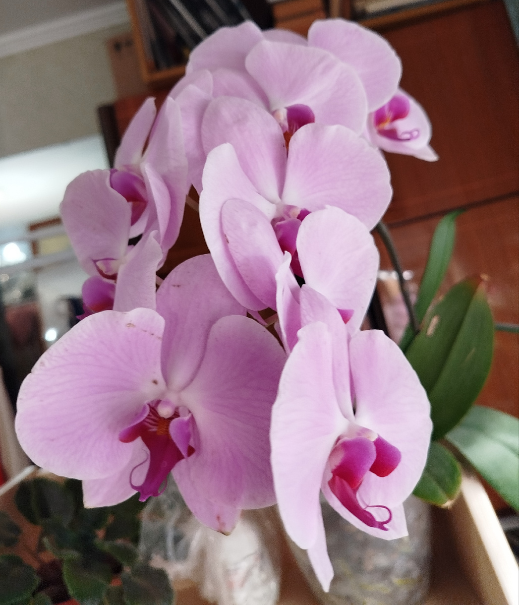 Phalenopsis Sacramento первое  домашнее цветение (фото зима начало 2025)