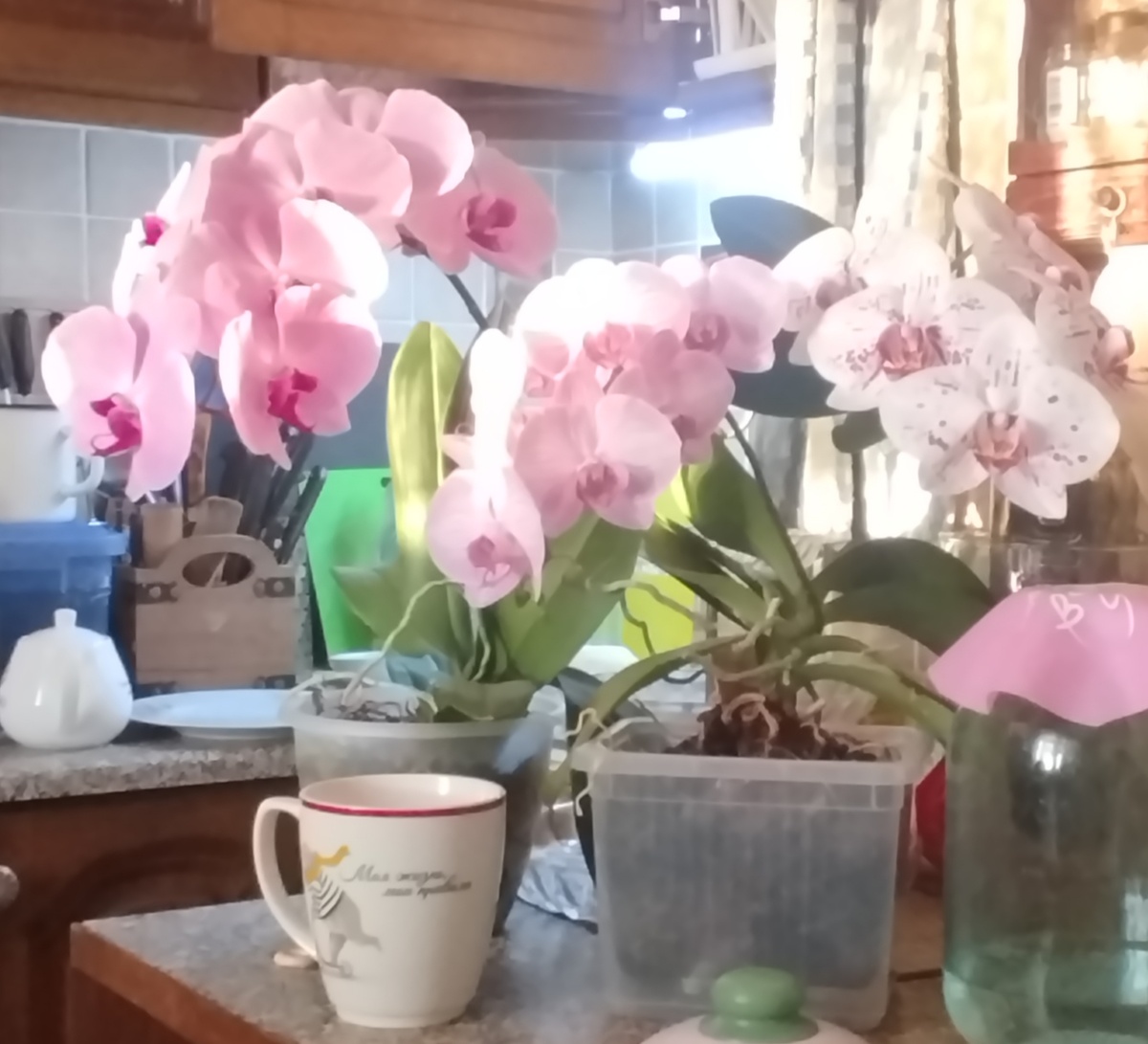 Фаленопсис Сакраменто  в летней композиции с орхидеями Краков (Krakow) и Гойя (Goya).