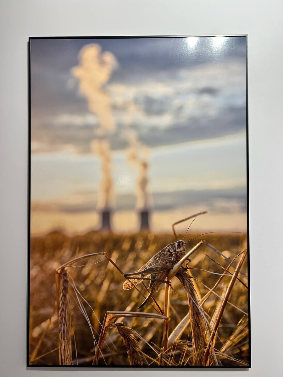 Автор - Екатерины Королёва