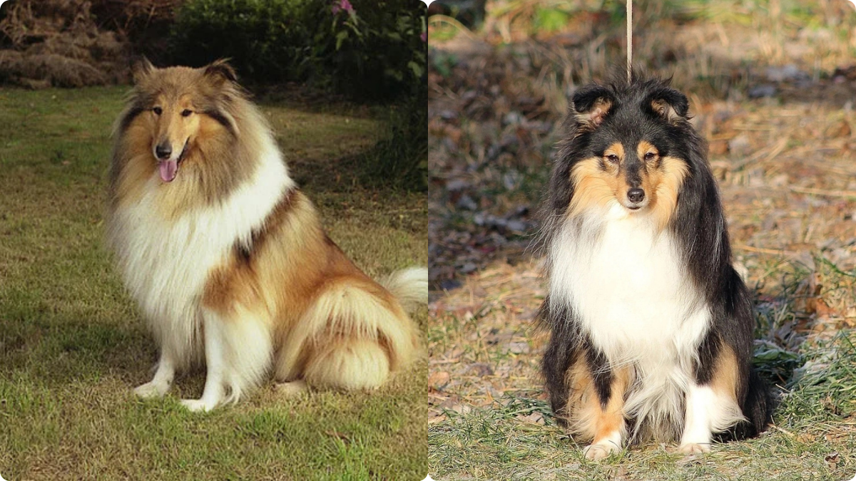 Колли и Шелти