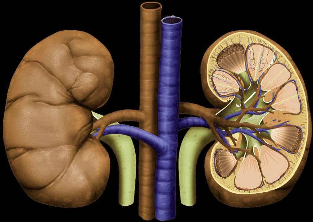 Британские ученые совершили невероятное: они создали почку, которую можно пересадить любому человеку без риска отторжения. Как им удалось «обмануть» иммунную систему, изменив группу крови органа? И когда эта технология спасет первую жизнь? Разбираемся в деталях открытия, которое может навсегда изменить трансплантологию и сократить многолетние очереди на донорские органы.