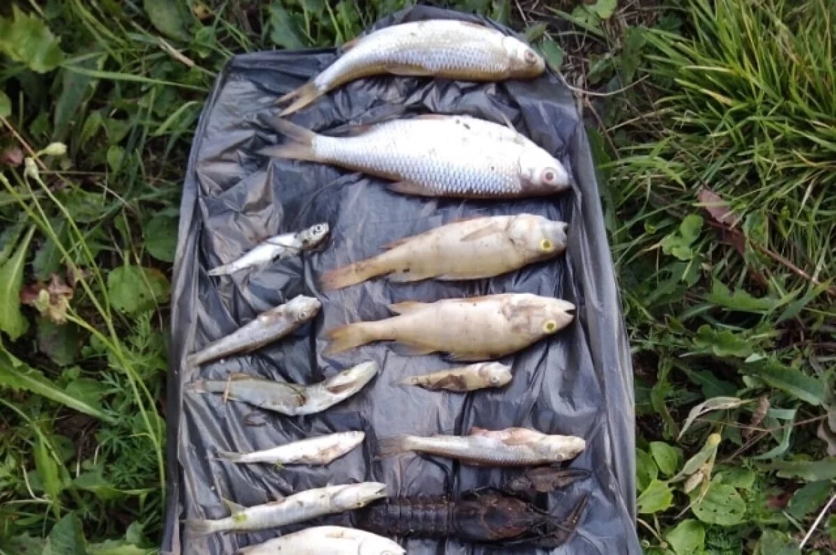    В Петербурге потребовали расследовать причины загрязнения Охты