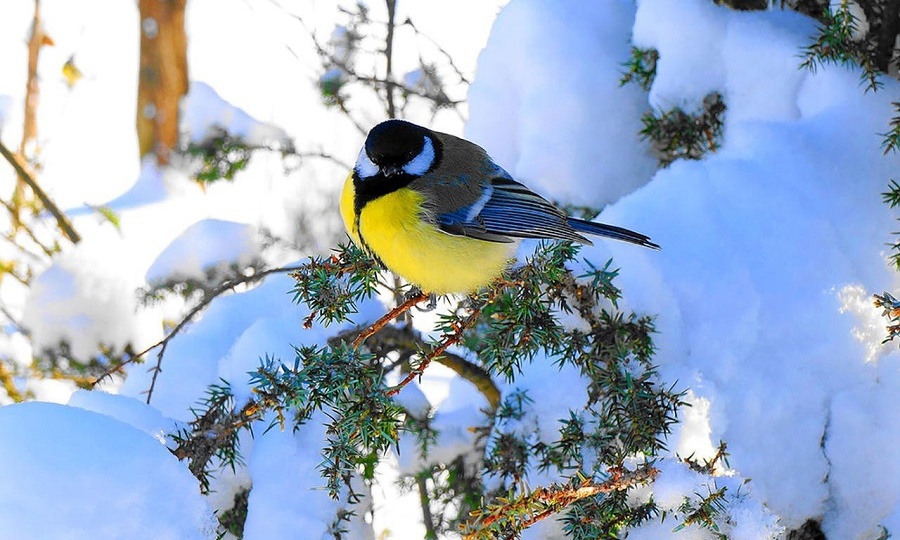 Синичка знает как не замерзнуть