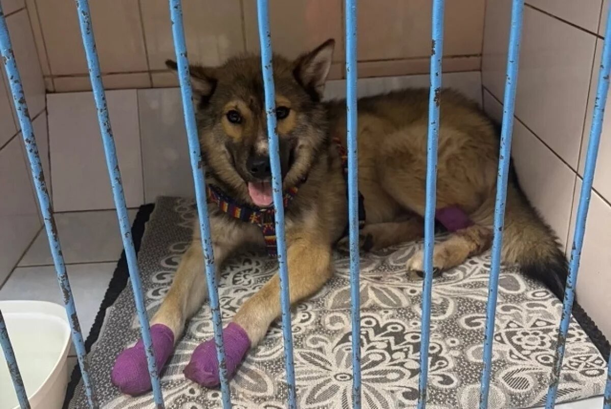    Бимка будет жить!