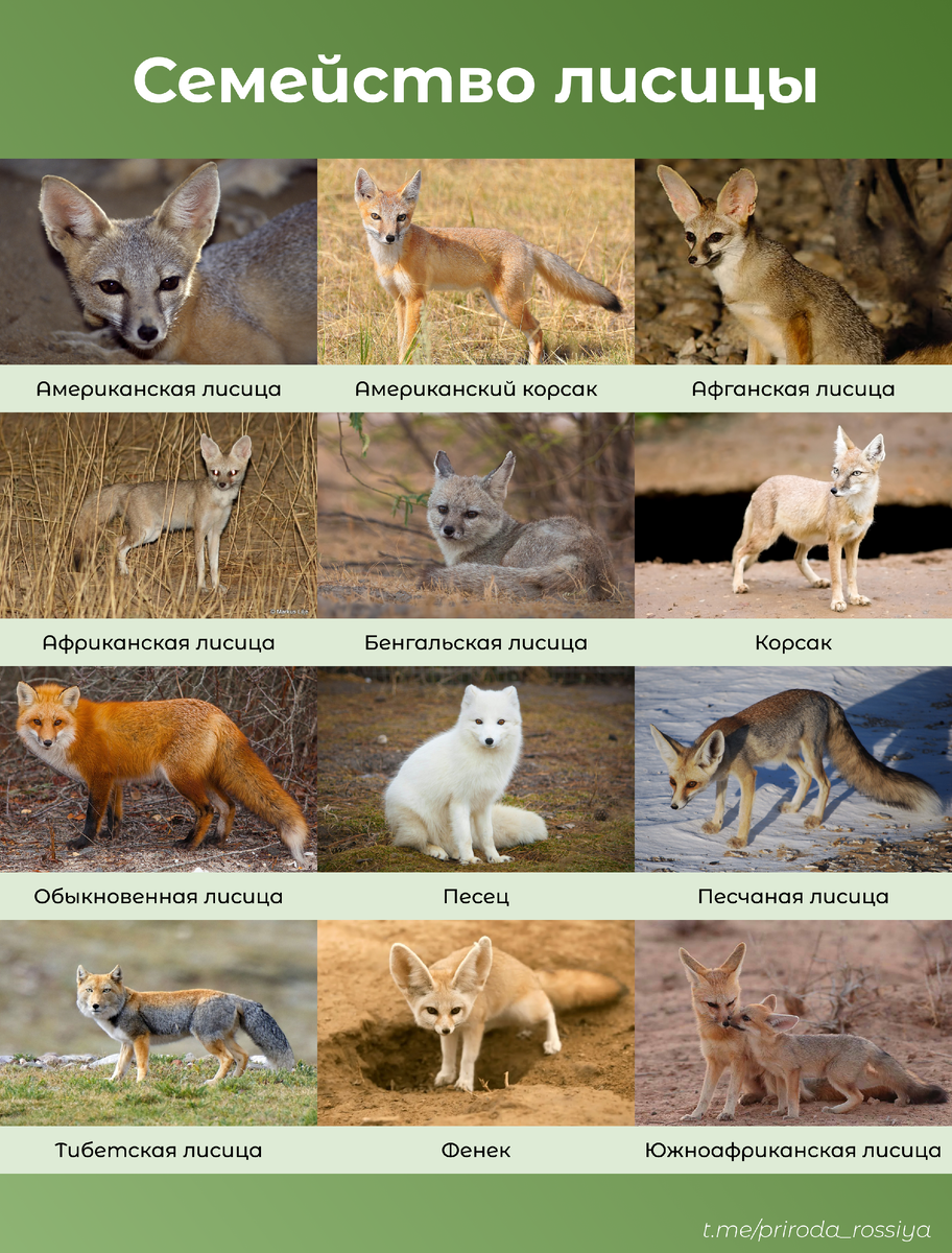 Семейство лисиц включает 12 видов