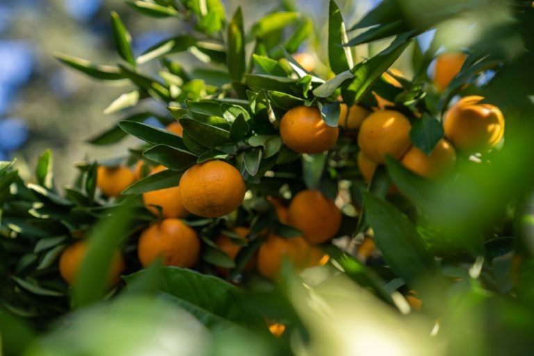 В Сочи начался сбор мандаринов