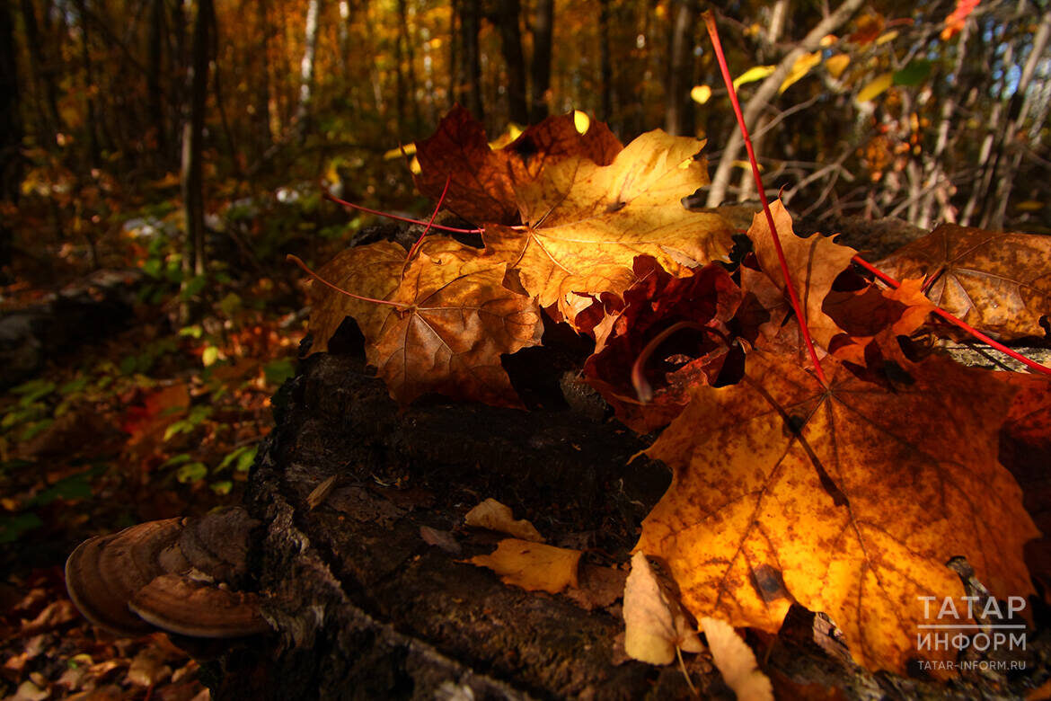Фото: © Михаил Захаров / «Татар-информ»