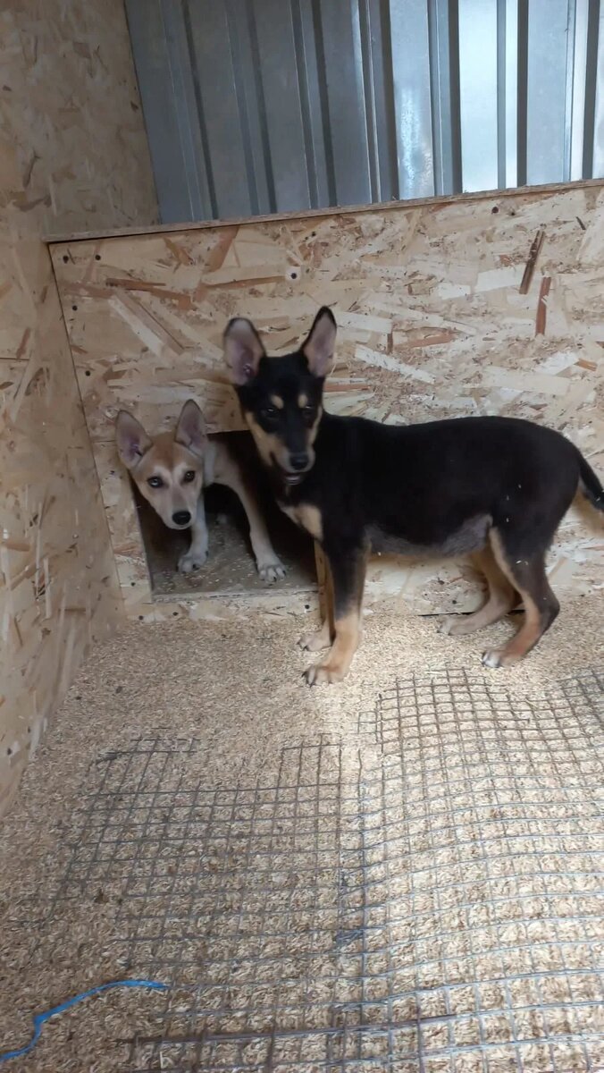 Ями и Рати. Вместе было весело!