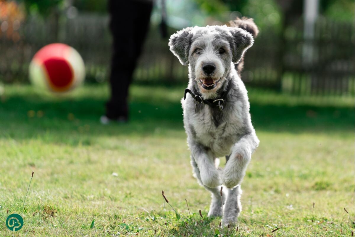 Собака играет с мячом 
