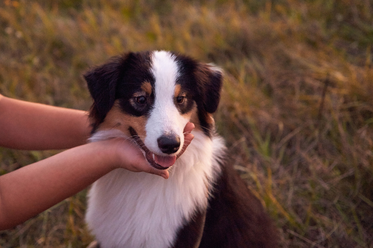 Главный двигатель блога