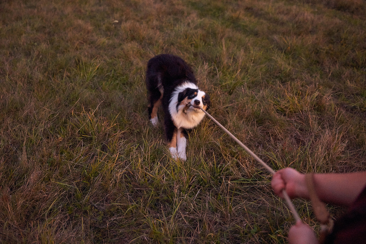 Перетягивание поводка