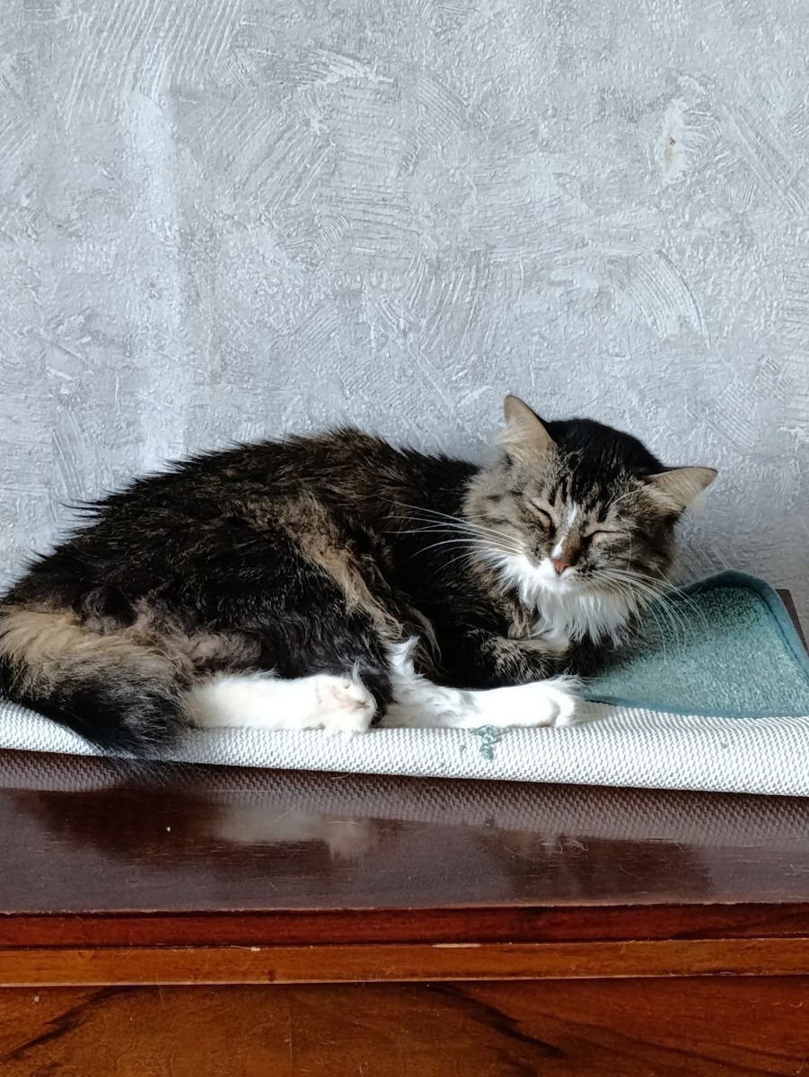 Люси видит сны о доме