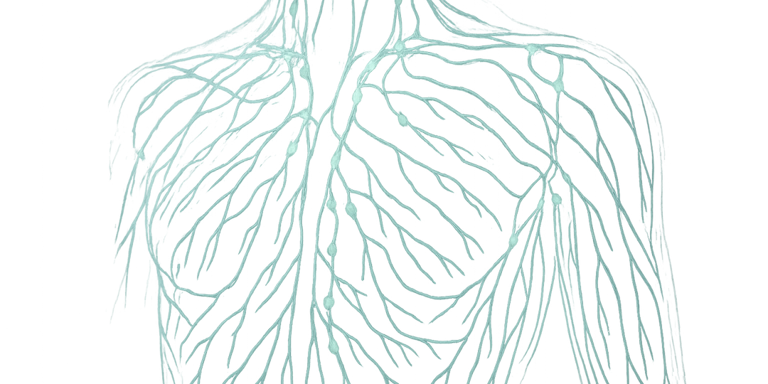 Лимфатическая система: скрытая сеть нашего здоровья