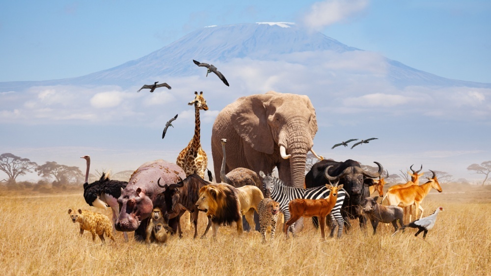     Фото: Sergey Novikov/Shutterstock/FOTODOM