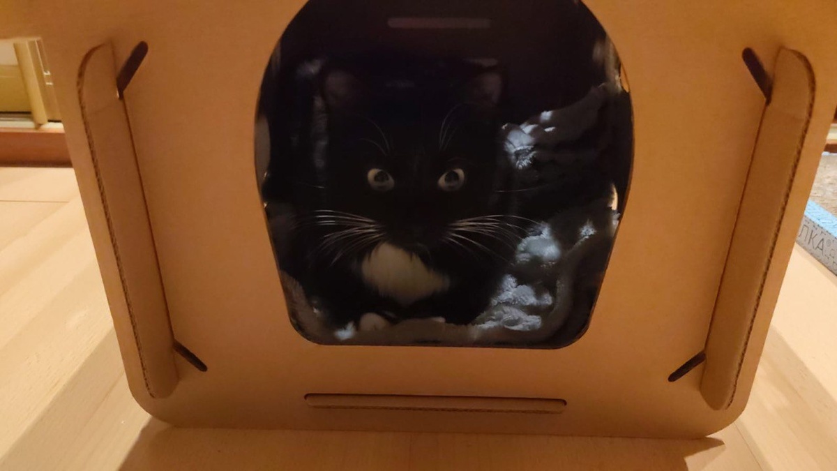 Только правду!