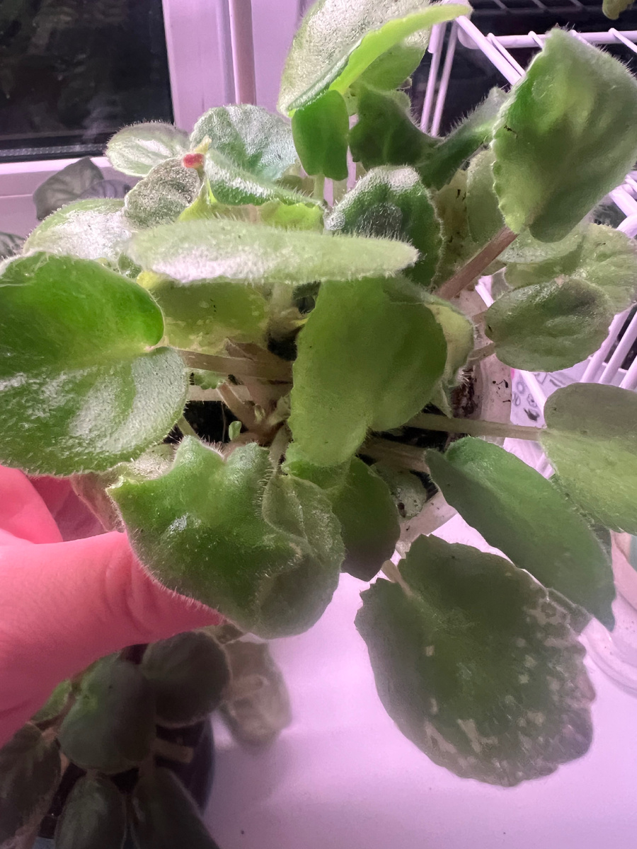 Не нашла фото детки, в этом стаканчике их несколько штук, скоро буду рассаживать по отдельным емкостям