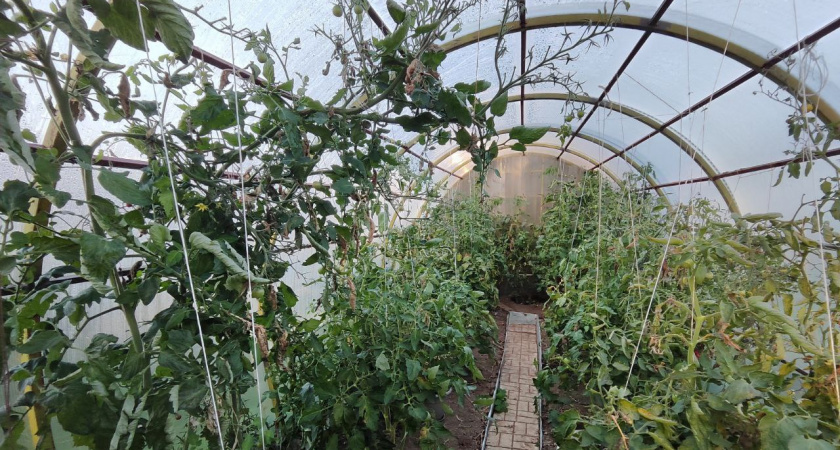    В ноябре лить в теплицу - непременно: вся зараза исчезнет за зиму. Средство из СССР для здорового урожая