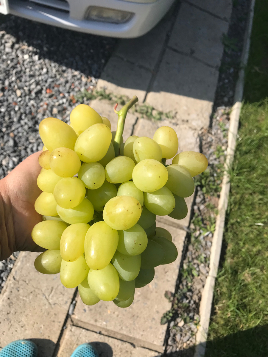 Виноград Аркадия, фото 21 сентября 2025 г. 