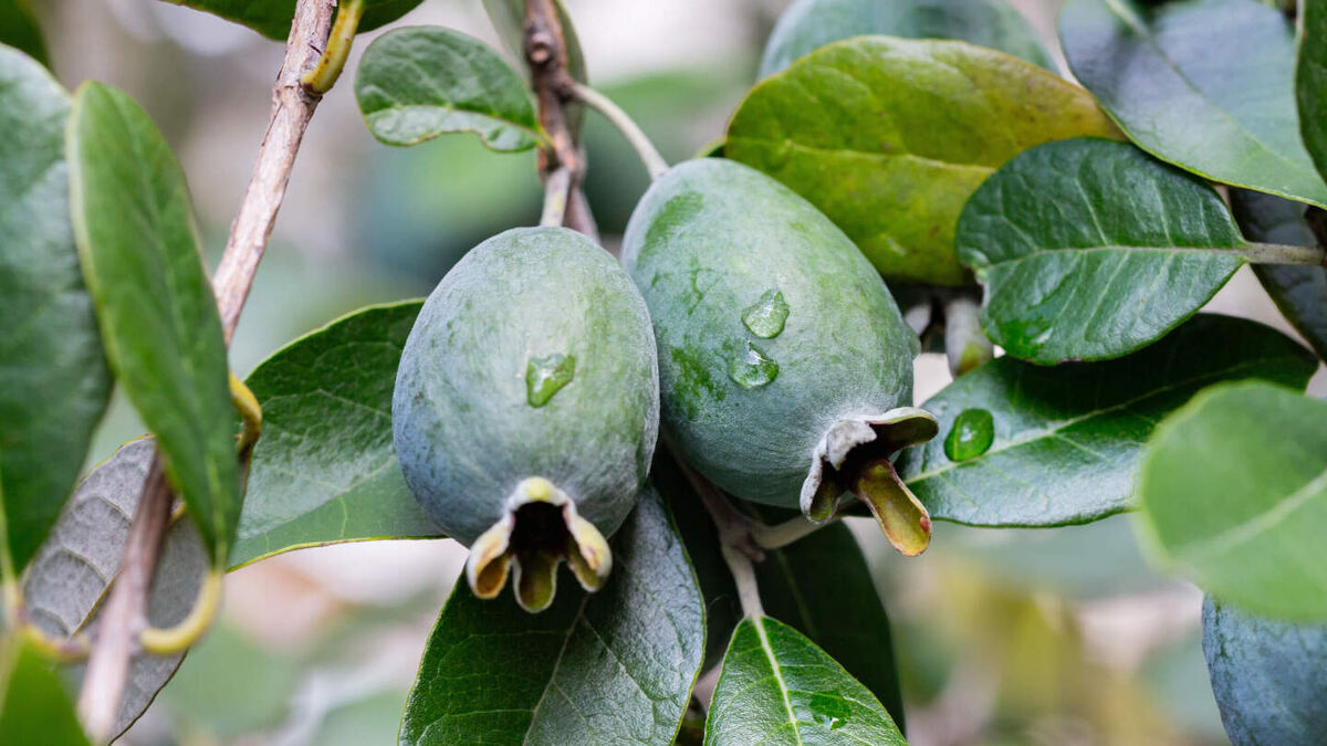     Фото: AnnaNel/Shutterstock/FOTODOM Фейхоа — это ягода, образующаяся на вечнозеленых деревьях и кустарниках семейства миртовых