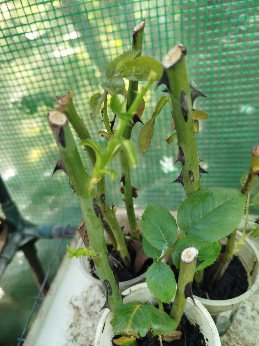 Фото автора. Вот у этих черенков, например, ещё нет корней.