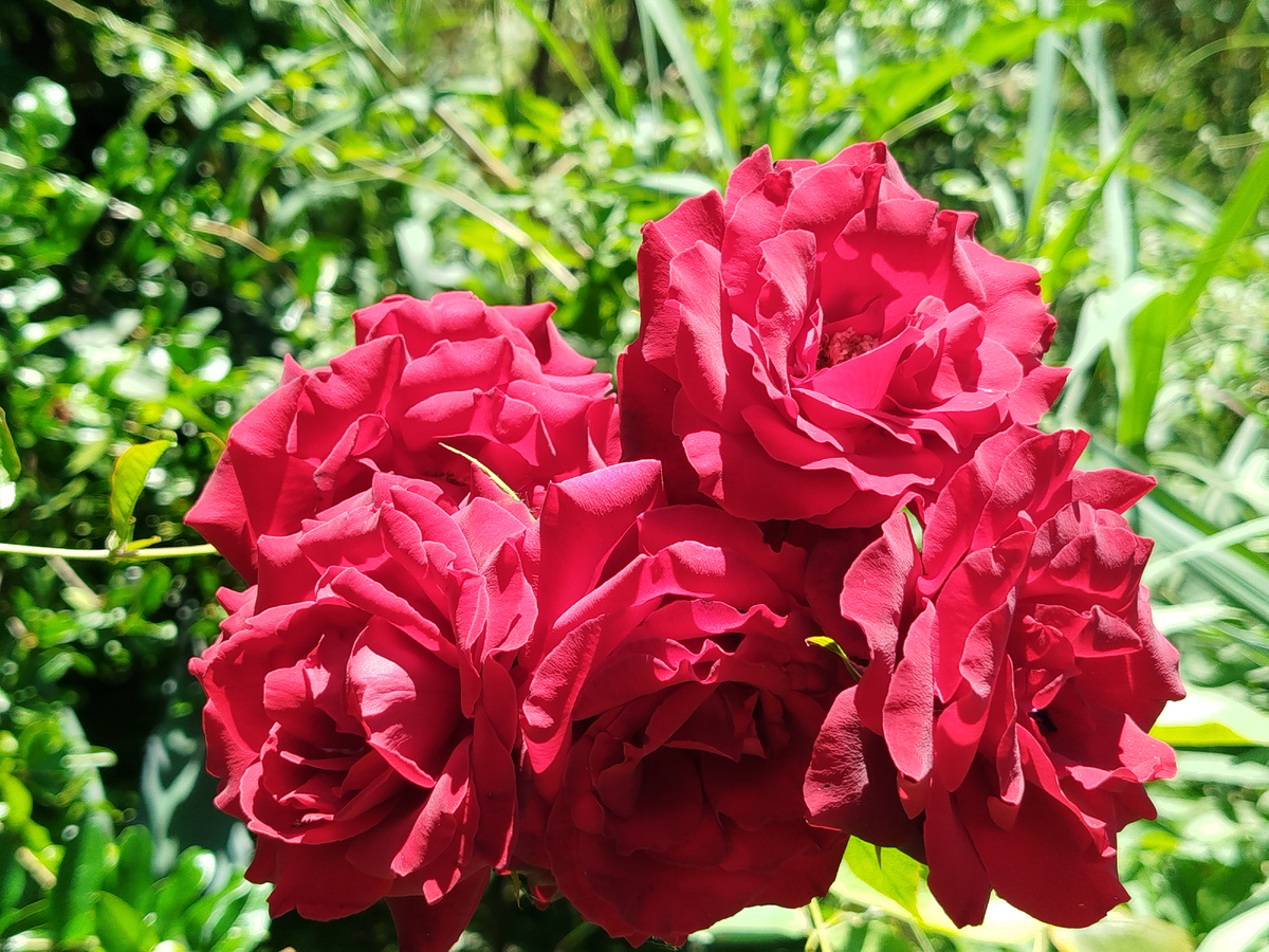 Фото автора. Цветение в июле 2025г.