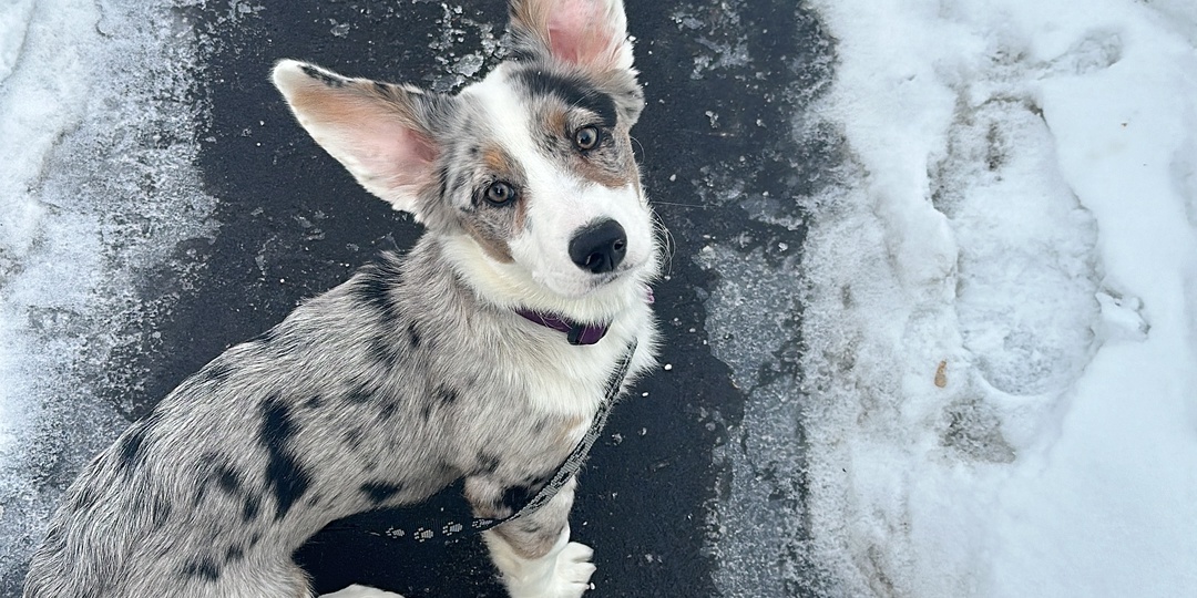 Спор о дне рождения Бетти, или Кто тутглавный именинник?