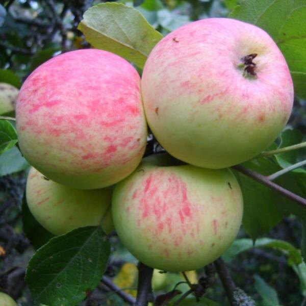 Яблоко Грушовка