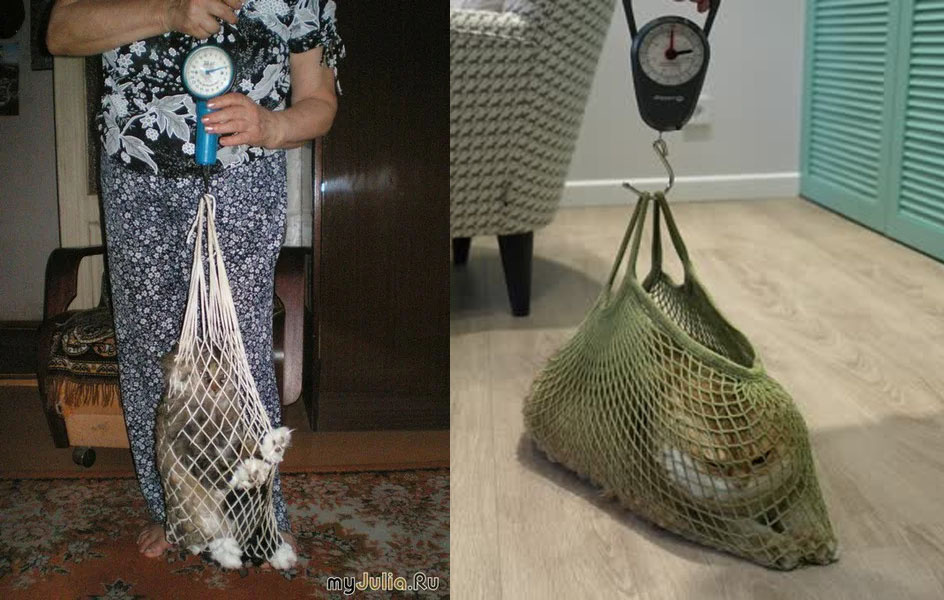 Старинный способо взвешивания котов. 