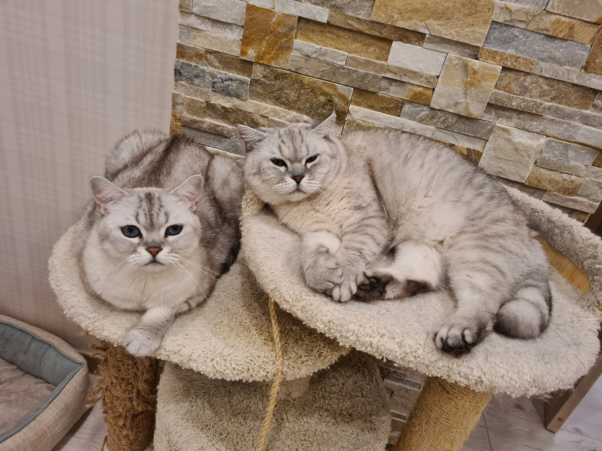 Британский кот Белка