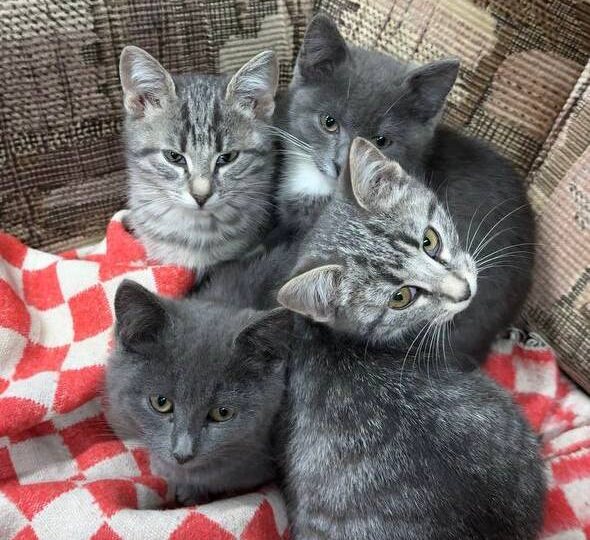 ✅Друзья, как вы знаете, у нас в гараже сейчас живут 4 замечательных котёнка