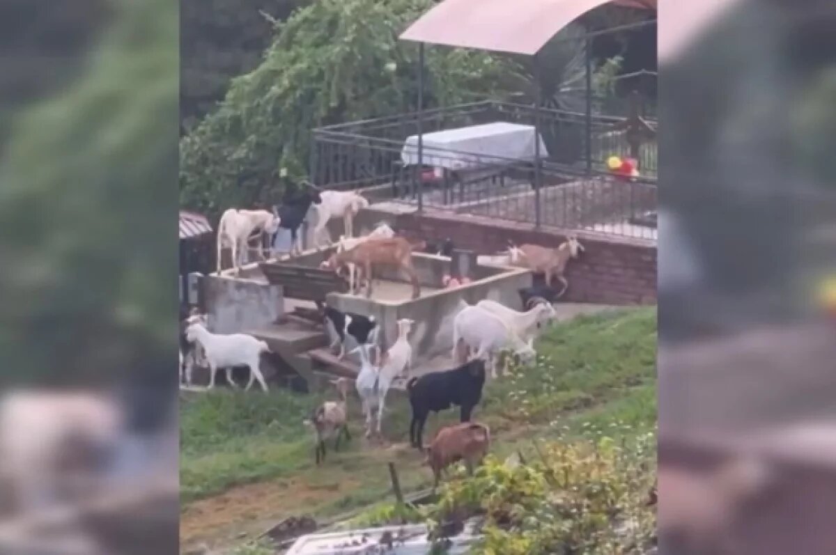    Жители Сочи пожаловались на соседей, организовавших козью ферму у кладбища