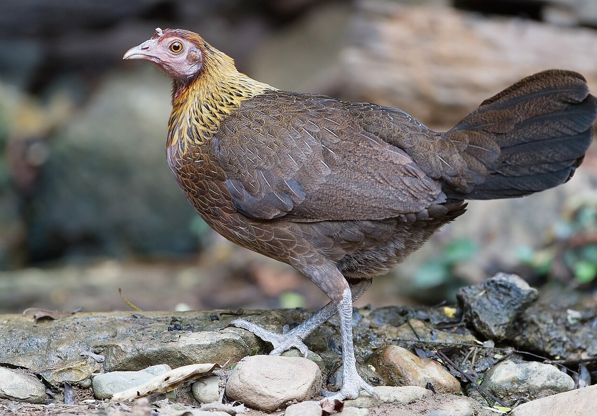    Дикая джунглевая курица. Источник фотографии: wikimedia.org