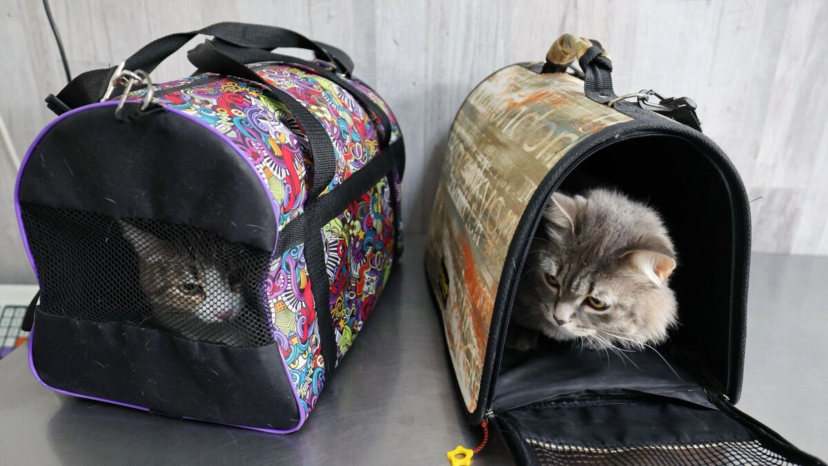    Фото: Андрей Ткачев/«Ямал-Медиа»