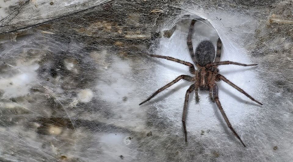   Traian Brad et al. / Subterranean Biology, 2025