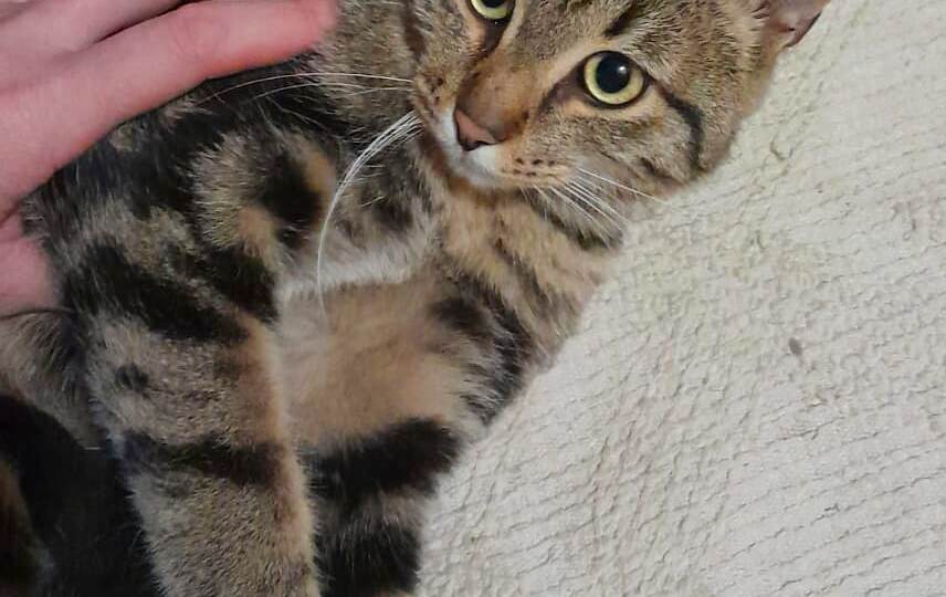 ❗ДОМА❗Выбросили на промзоне. Живёт – в ПЕРЕНОСКЕ! 🆘