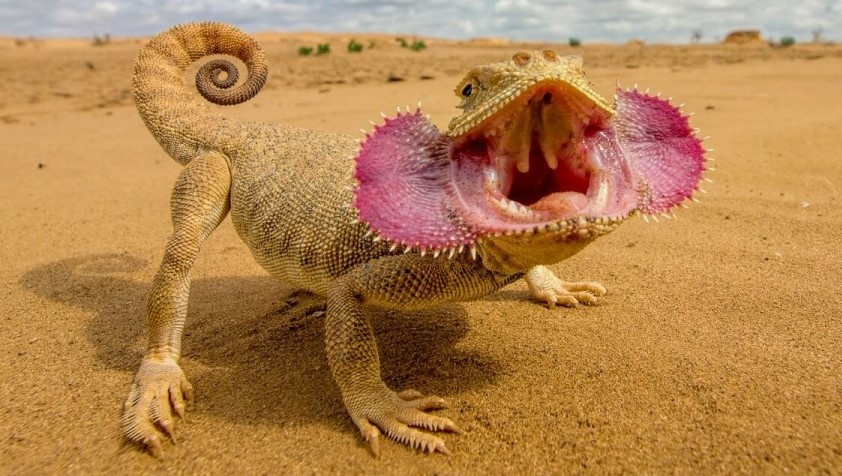 Ящерица круглоголовка