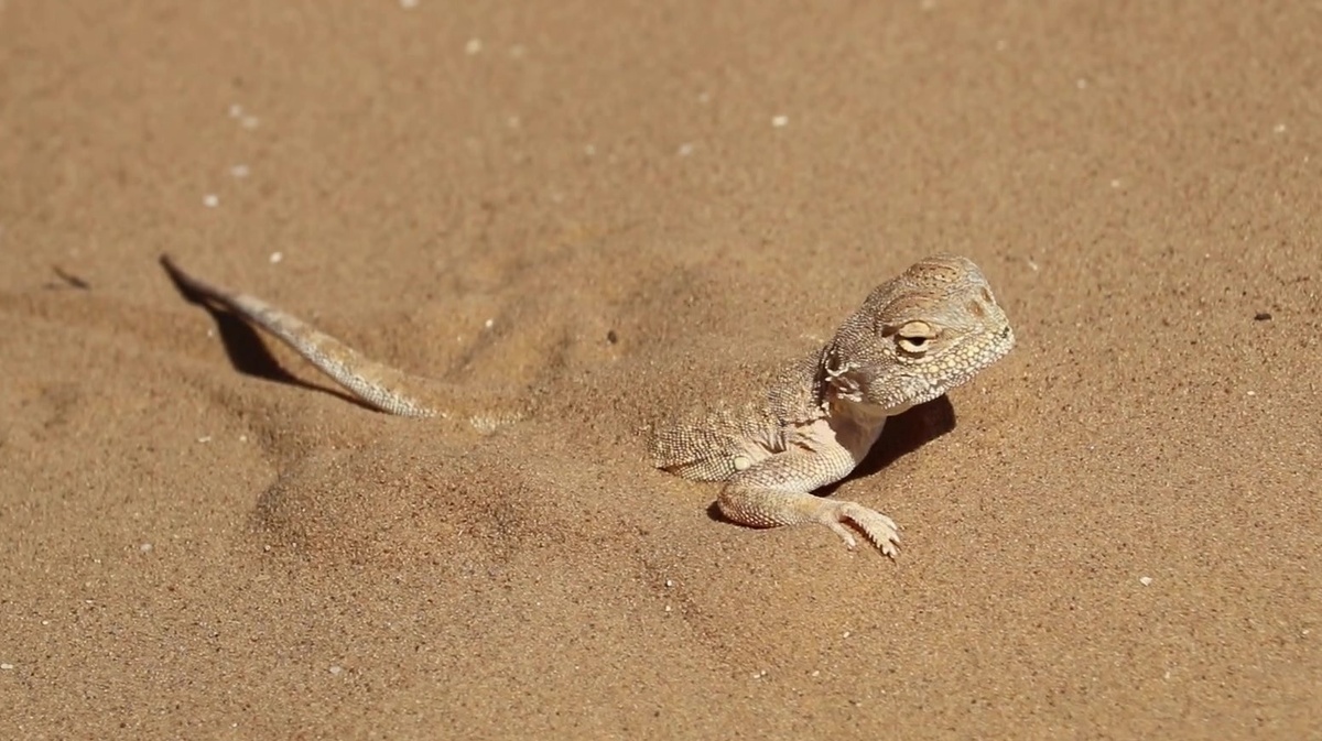 Круглоголовка маскируется в песке