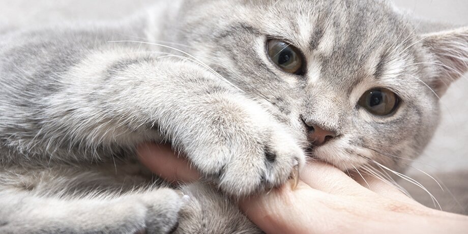    Фото: 123RF.com/alenaivochkina