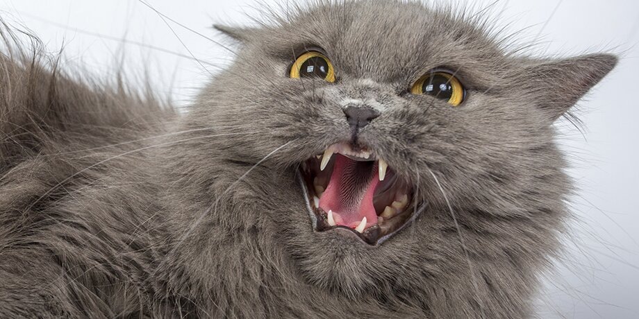    Фото: 123RF.com/vadimborkin