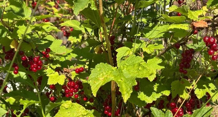    Эта ягода — самая вредная: а мы покупаем ее как сладость, еще и заставляем детей есть