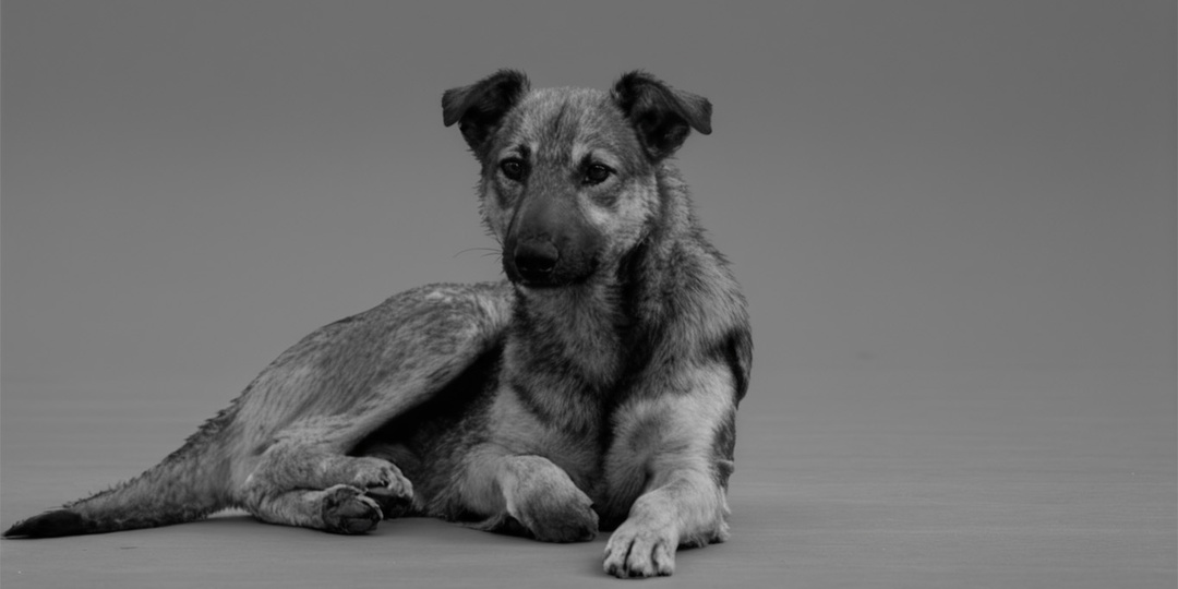 «Чистый» город