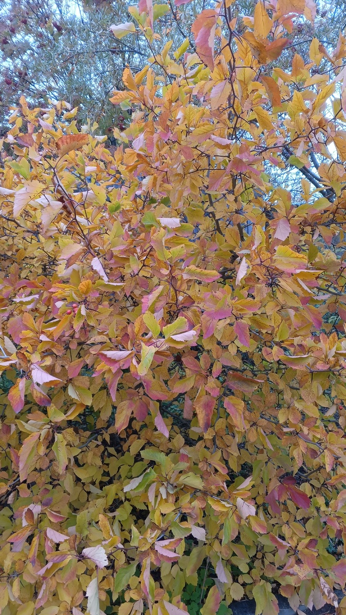 фото автора: куст боярышника на даче,  октябрь